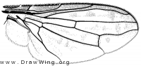 Notogramma cimiciforme, wing