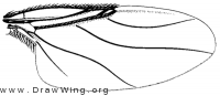 Aenigmatias eurynotus, wing