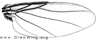 Hypocera ehrmanni, wing