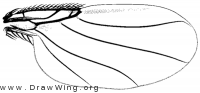 Auxanommatidia californica, wing