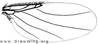 Pericyclocera floricola, wing