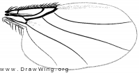 Pseudacteon onyx, wing