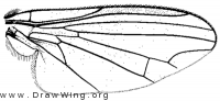 Protoclythia modesta, wing