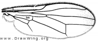 Chyliza apicalis, wing