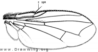 Microcerella hypopygialis, wing