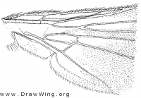 Cordilura varipes, wing