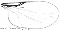 Swammerdamella obtusa, wing