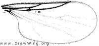 Colobostema variatum, wing