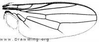 Saltella sphondylii, wing