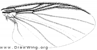 Parasimulium (Astoneomyia) melanderi, wing