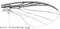 Parasimulium stonei, wing