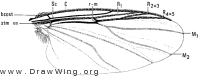 Gymnopais holopticus, wing