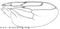 Poecilosomella angulata, wing