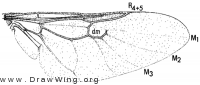 Nemotelus canadensis, wing