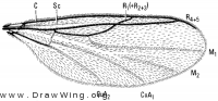 Synneuron decipiens, wing