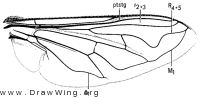 Helophilus latifrons, wing