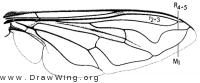 Eristalis tenax, wing