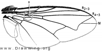 Drino antennalis, wing