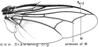 Microchaetina sinuata, wing