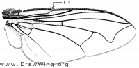Megapariopsis opaca, wing