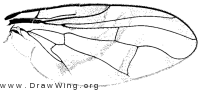 Anastrepha ludens, wing