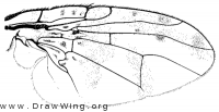 Ceratitis capitata, wing