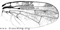 Jamesomyia geminata, wing