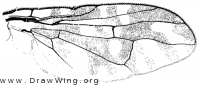 Aciurina bigeloviae, wing
