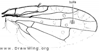 Paracantha culta, wing