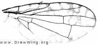 Euaresta aequalis, wing