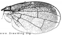 Eutreta frontalis, wing
