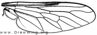 Ozodiceromya signatipennis, wing