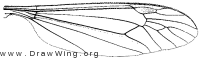 Nephrotoma ferruginea, wing