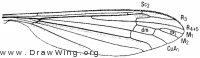 Phalacrocera tipulina, wing