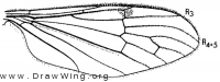 Teucholabis complexa, wing