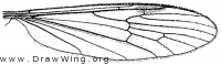 Gnophomyia tristissima, wing