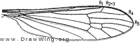Rhabdomastix (Sacandaga) californiensis, wing