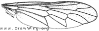 Xylomya americana, apis