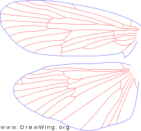Phryganea cinerea, male, wings