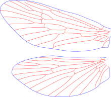 Arctopsyche ladogensis, female, wings