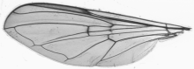 Baccha elongata, wing