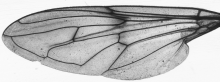 Brachypalpus laphriformis, wing