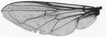 Cheilosia latifrons, wing