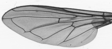 Cheilosia mutabilis, wing