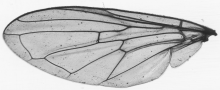 Cheilosia vernalis, wing