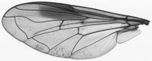 Chrysotoxum bicinctum, wing