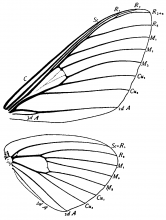 Citheronia regalis, wings