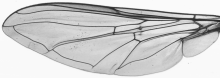 Episyrphus balteatus, wing