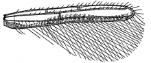 Erythrothrips arizonae, fore wing