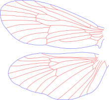 Hagenella canadensis, male, wings